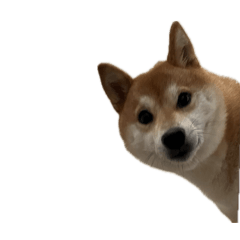 momoko_20251124140550