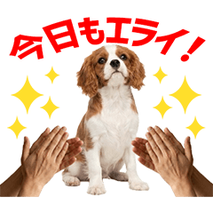 Cavalier Daily Caring Stickers