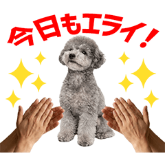 Silver Toy Poodle Daily Caring Stickers