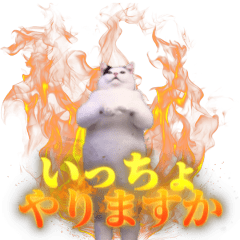 動く！踊る猫ミーム(パート30)