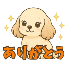 American Cocker Spaniel shellie