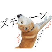 Shiba inu   Komame