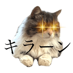 maxim_20251124212514