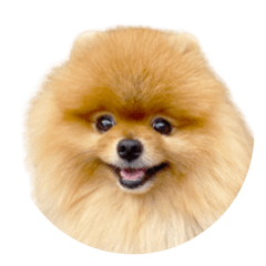 Ponta & Mame: Fluffy Pomeranian Stickers