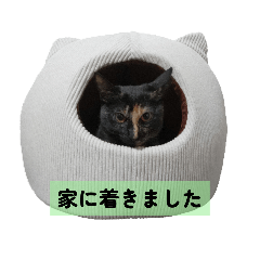 hachi_20251124193542