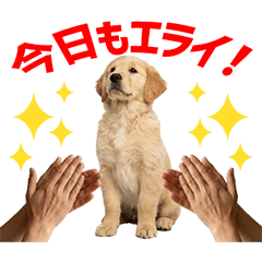 Golden Retriever Daily Caring Stickers