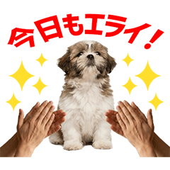 Shih Tzu Daily Caring Stickers