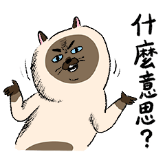 貓室友日常貼圖5