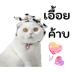 Jeydi White Scottishfold3