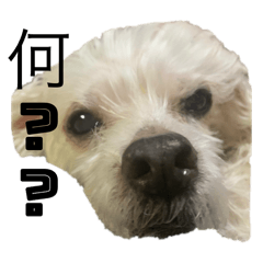 Cherry_20251125130317