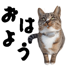 地域猫のエトウさん