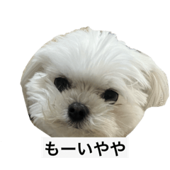 Cocoa_20251124204129