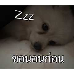 Cute silly sleepy dog