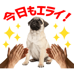 Pug Daily Caring Stickers