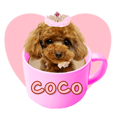 Teacup poodle coco