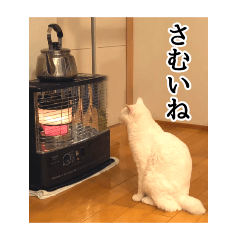 Stamps of your beloved cat for cat lover