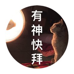Blue cute cat