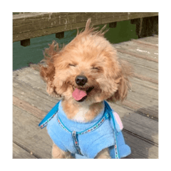 失明但依舊可愛的皮皮