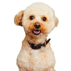 もじゃおちゃんの可愛いスタンプです！