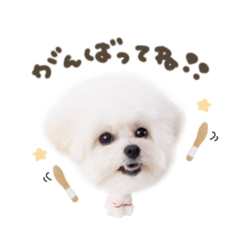 ポンちゃん♡mix