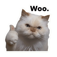 布丁喵喵阿公 puddin cat