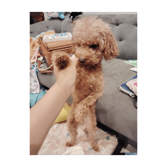 yolozz_20251125182643