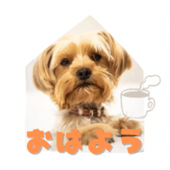 sakura_20251125005045