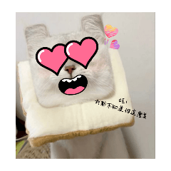 喵喵的心聲（戀愛篇）