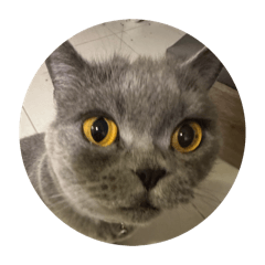 ｋｉｔｔｉｉｅ