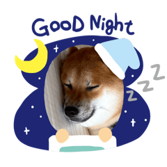 shibainu_Kotaro