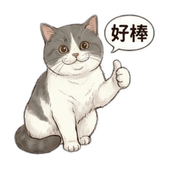 英短貓哆啦（實用組）