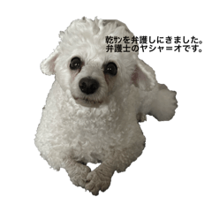 nasha_20251125205006