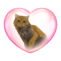 Telay_20251125162912