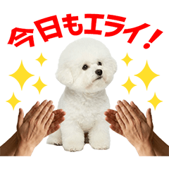 Bichon Frise Daily Caring Stickers