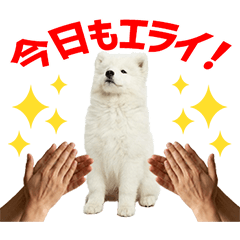 Samoyed Daily Caring Stickers