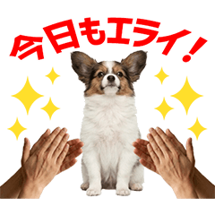 Papillon Daily Caring Stickers