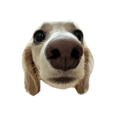 cream dachshund simple sticker