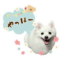 実写版もこもこな日本スピッツ