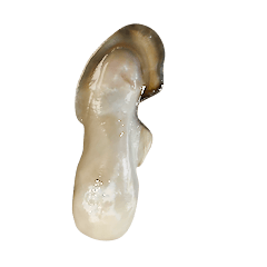 美味しい牡蠣ベイビー