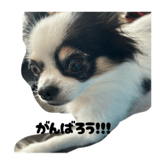 sakura_20251125223302