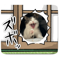 genmai_20251125233233