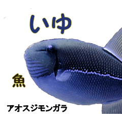 沖縄のレアな魚がしゃべるウチナーグチ