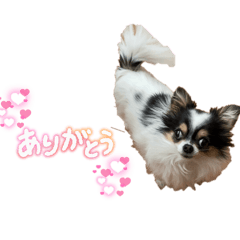 チワワの鈴ちゃん２