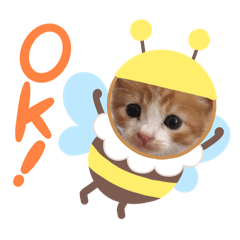 maple_20251125234534