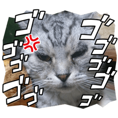 sachi_20251125234421