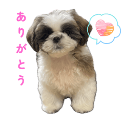 mochi_20251126104511