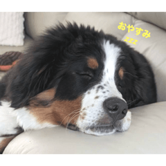 kaima_20251126114612