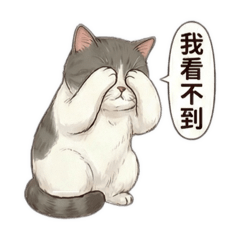 英短貓哆啦（實用組