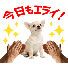 White Chihuahua Daily Caring Stickers