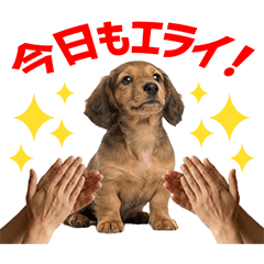 Dachshund Daily Caring Stickers